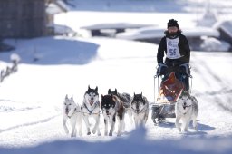 Lenk 2013